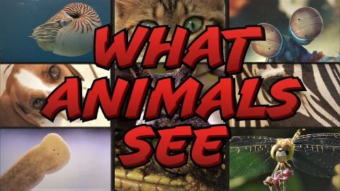 What Animals See